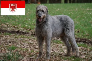 Read more about the article Irish Wolfhound breeders and puppies in Brandenburg