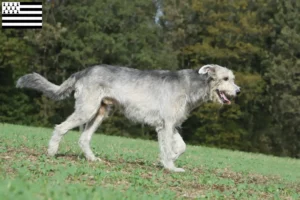 Read more about the article Irish Wolfhound breeders and puppies in Brittany