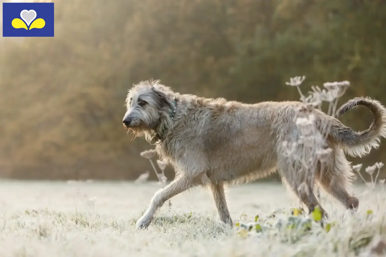 Read more about the article Irish Wolfhound breeders and puppies in the Brussels-Capital Region