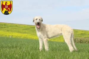 Read more about the article Irish Wolfhound breeders and puppies in Burgenland