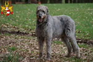 Read more about the article Irish Wolfhound breeders and puppies in Carinthia