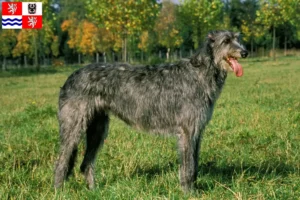 Read more about the article Irish Wolfhound breeders and puppies in Central Bohemia