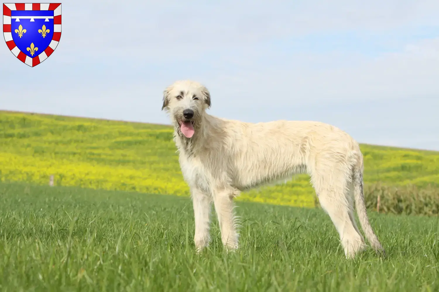 Read more about the article Irish Wolfhound breeders and puppies in Centre-Val de Loire