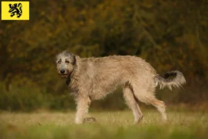 Read more about the article Irish Wolfhound breeders and puppies in Flanders