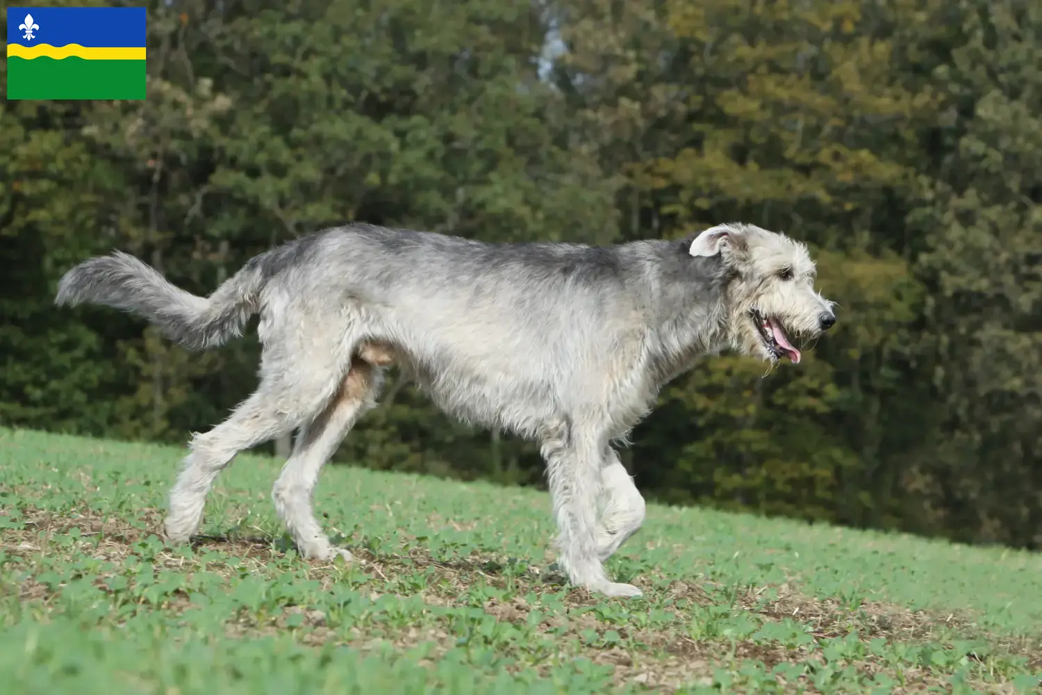 Read more about the article Irish Wolfhound breeders and puppies in Flevoland