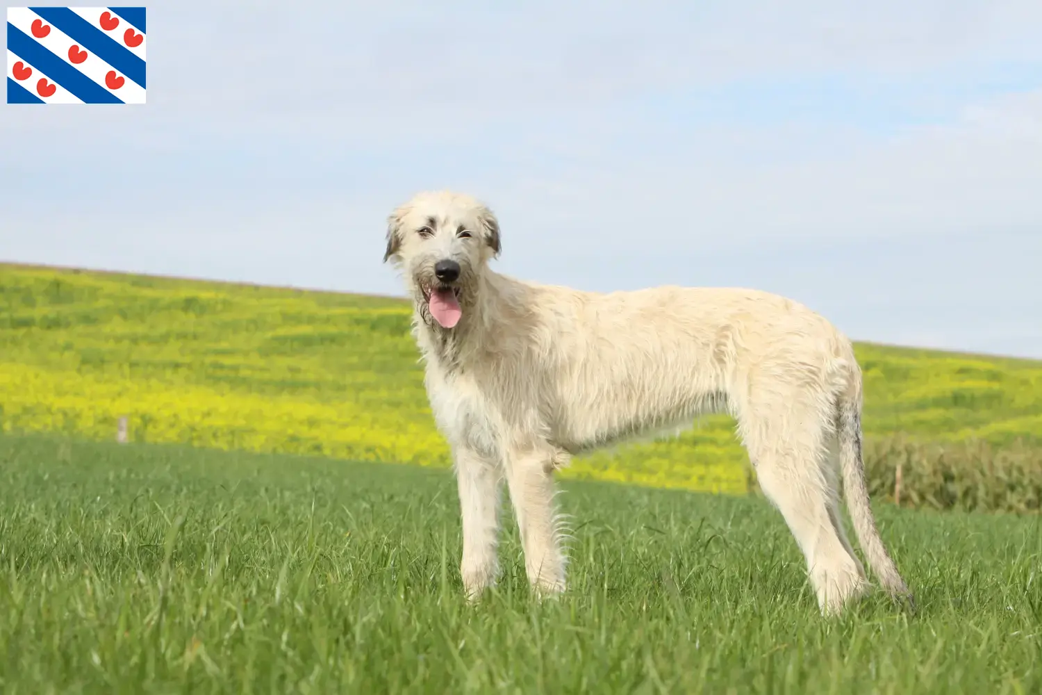 Read more about the article Irish Wolfhound breeders and puppies in Friesland