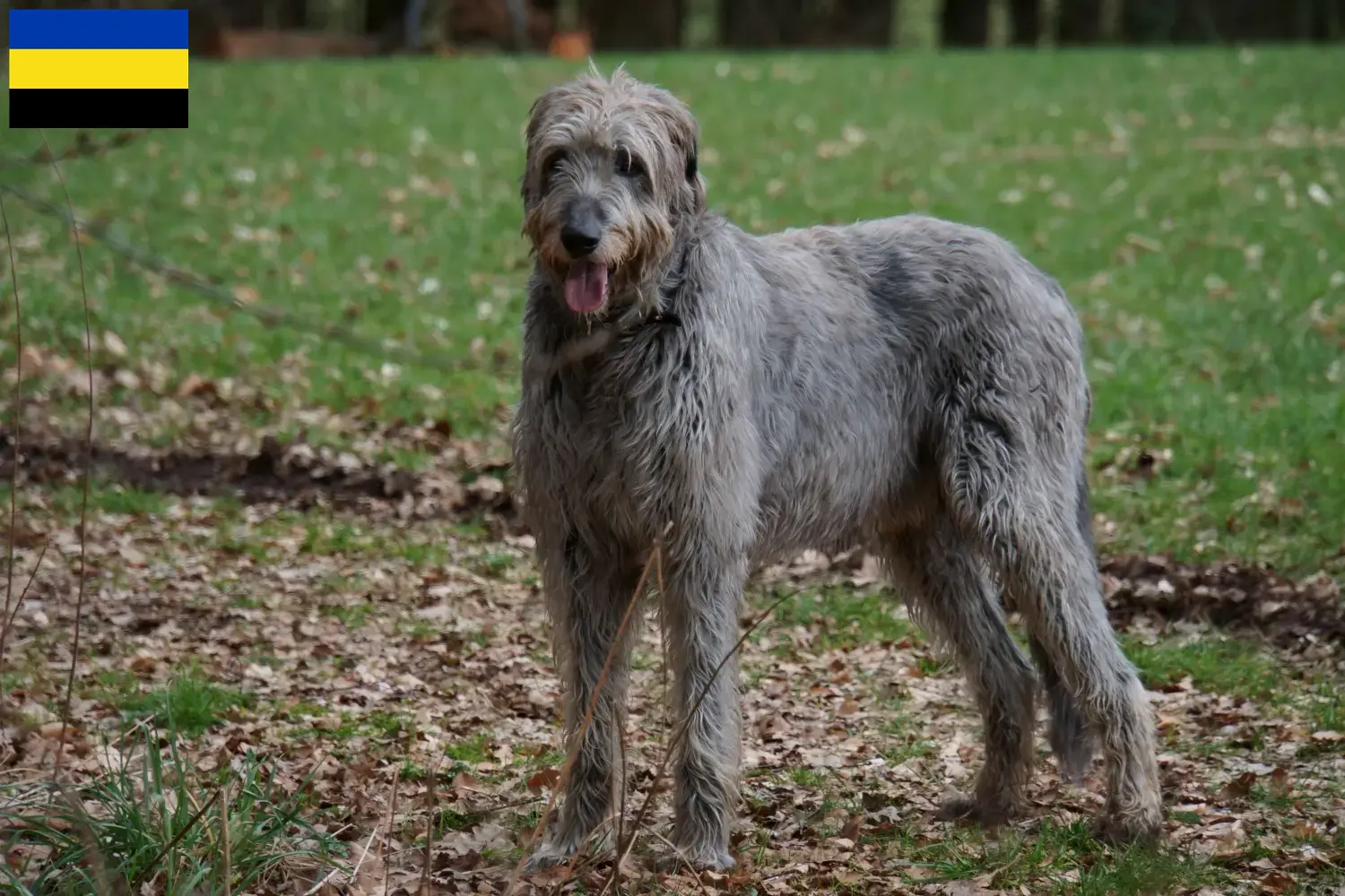 Read more about the article Irish Wolfhound breeders and puppies in Gelderland