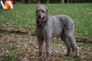 Read more about the article Irish Wolfhound breeders and puppies in Grand Est