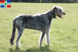 Read more about the article Irish Wolfhound breeders and puppies in Groningen