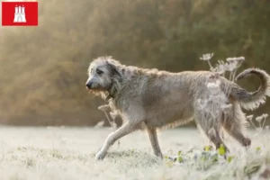 Read more about the article Irish Wolfhound breeders and puppies in Hamburg