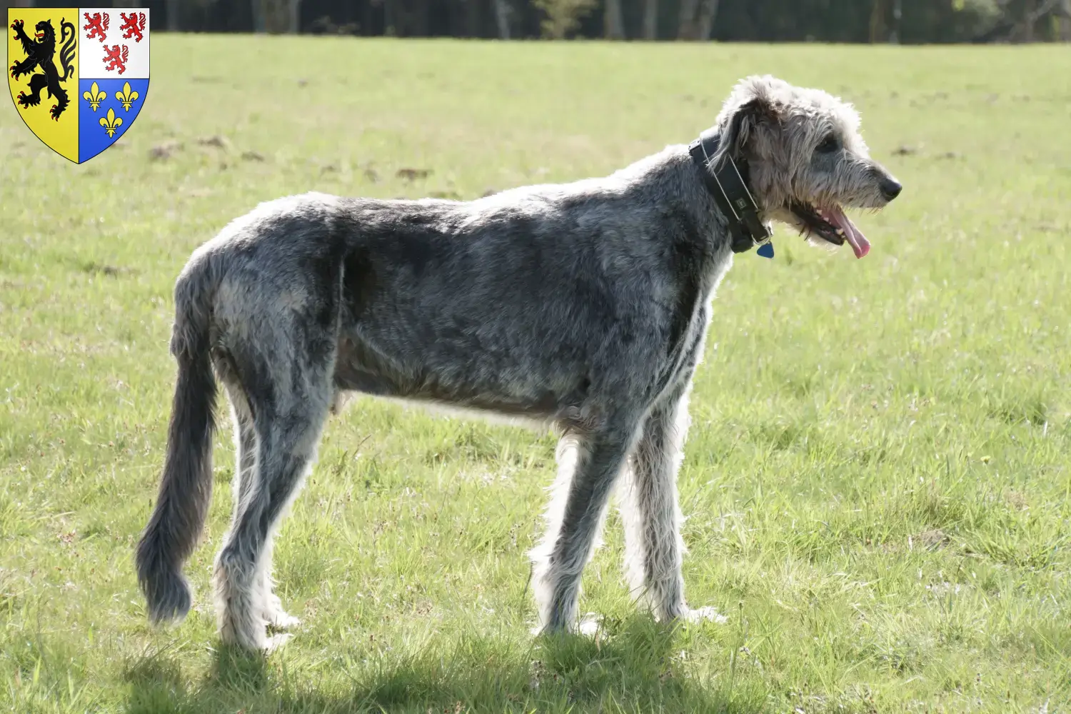 Read more about the article Irish Wolfhound breeders and puppies in Hauts-de-France