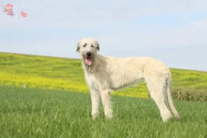 Read more about the article Irish Wolfhound breeders and puppies in Hovedstaden