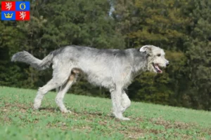 Read more about the article Irish Wolfhound breeders and puppies in Hradec Králové