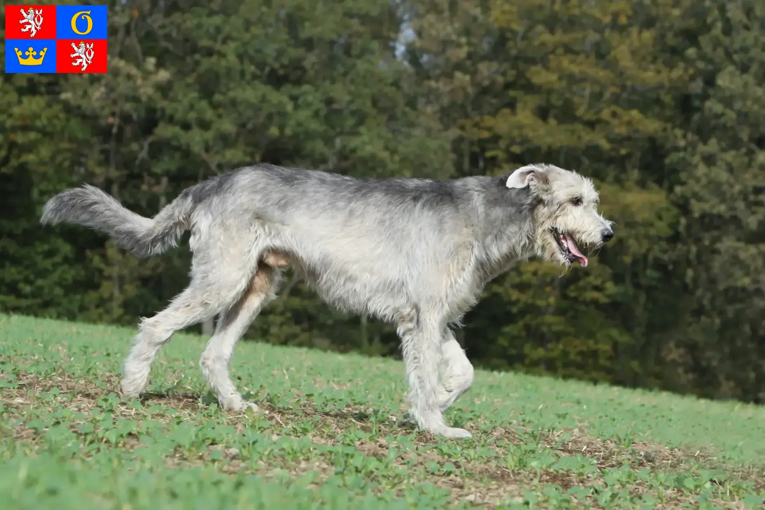 Read more about the article Irish Wolfhound breeders and puppies in Hradec Králové