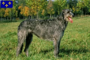 Read more about the article Irish Wolfhound breeders and puppies in Île-de-France