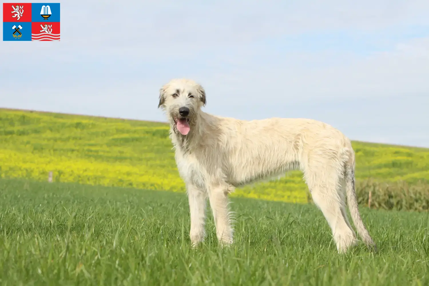 Read more about the article Irish Wolfhound breeders and puppies in Karlsbad