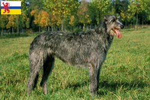 Read more about the article Irish Wolfhound breeders and puppies in Limburg