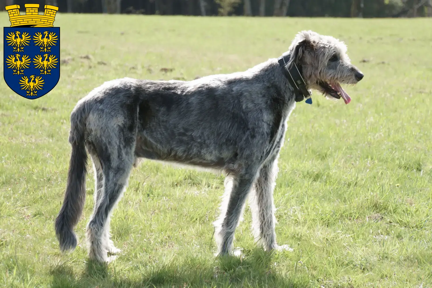 Read more about the article Irish Wolfhound breeders and puppies in Lower Austria