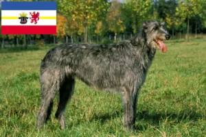 Read more about the article Irish Wolfhound breeders and puppies in Mecklenburg-Vorpommern