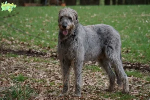 Read more about the article Irish Wolfhound breeders and puppies in Midtjylland