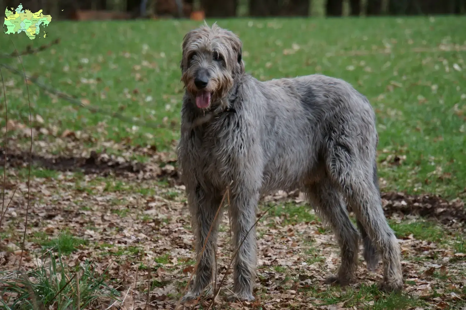 Read more about the article Irish Wolfhound breeders and puppies in Midtjylland