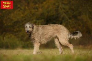 Read more about the article Irish Wolfhound breeders and puppies in Normandy