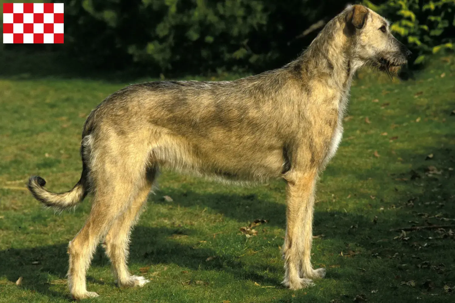 Read more about the article Irish Wolfhound breeders and puppies in North Brabant