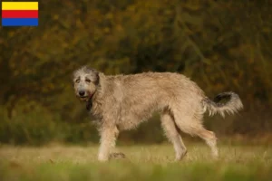 Read more about the article Irish Wolfhound breeders and puppies in North Holland