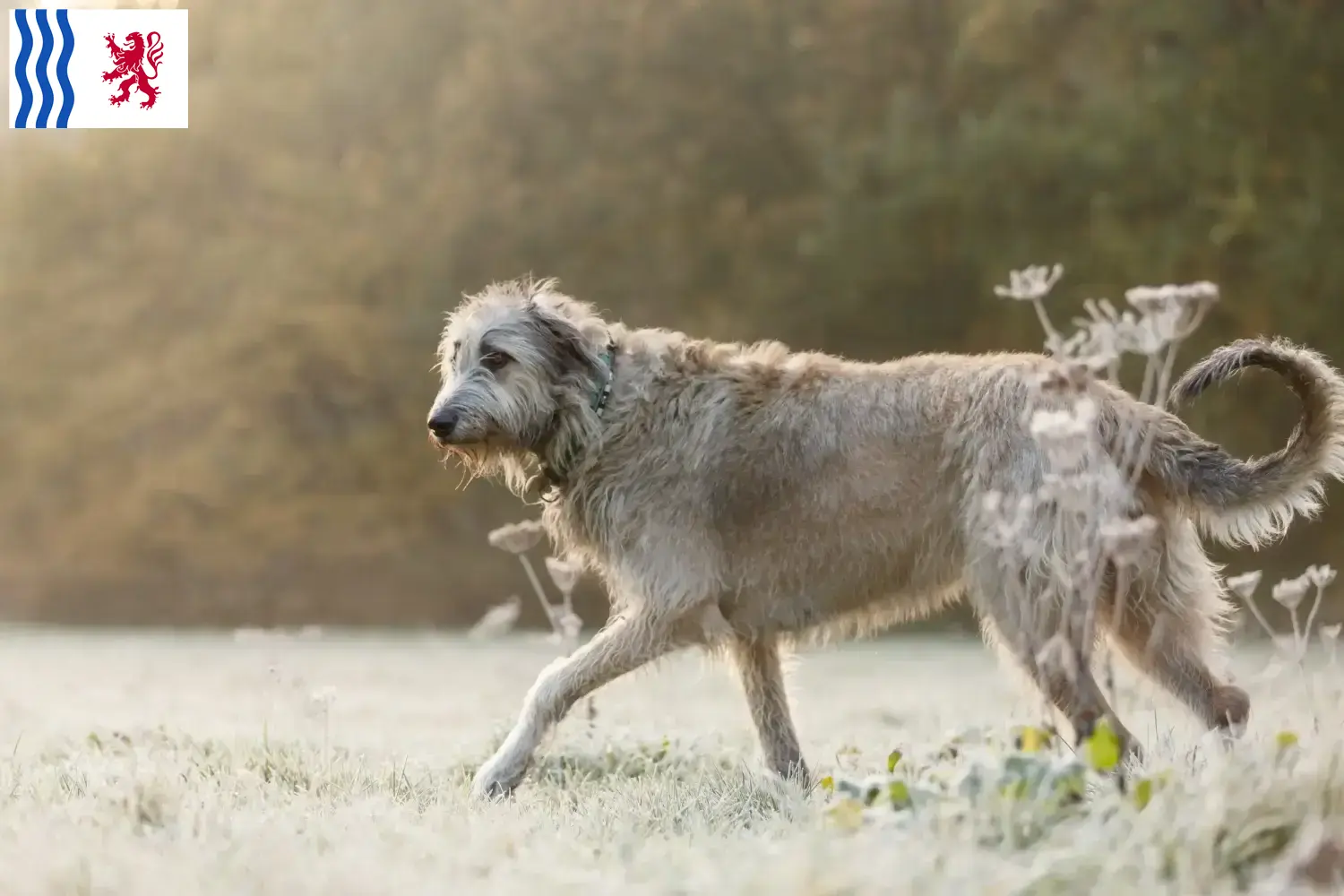 Read more about the article Irish Wolfhound breeders and puppies in Nouvelle-Aquitaine