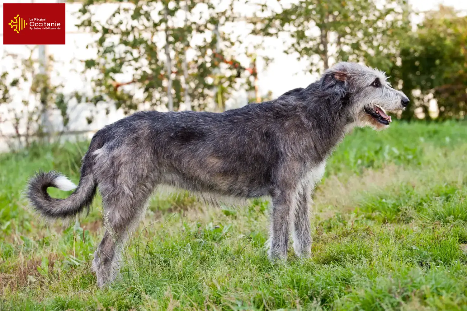 Read more about the article Irish Wolfhound breeders and puppies in Occitania