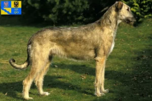 Read more about the article Irish Wolfhound breeders and puppies in Olomouc