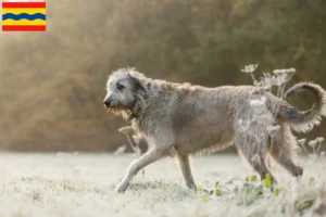 Read more about the article Irish Wolfhound breeders and puppies in Overijssel