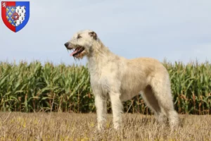 Read more about the article Irish Wolfhound breeders and puppies in Pays de la Loire