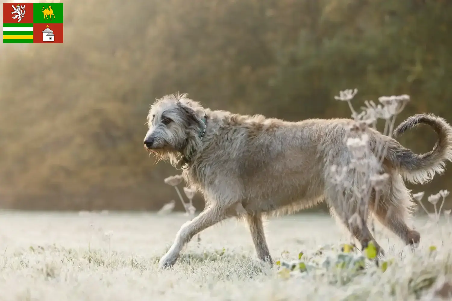 Read more about the article Irish Wolfhound breeders and puppies in Pilsen