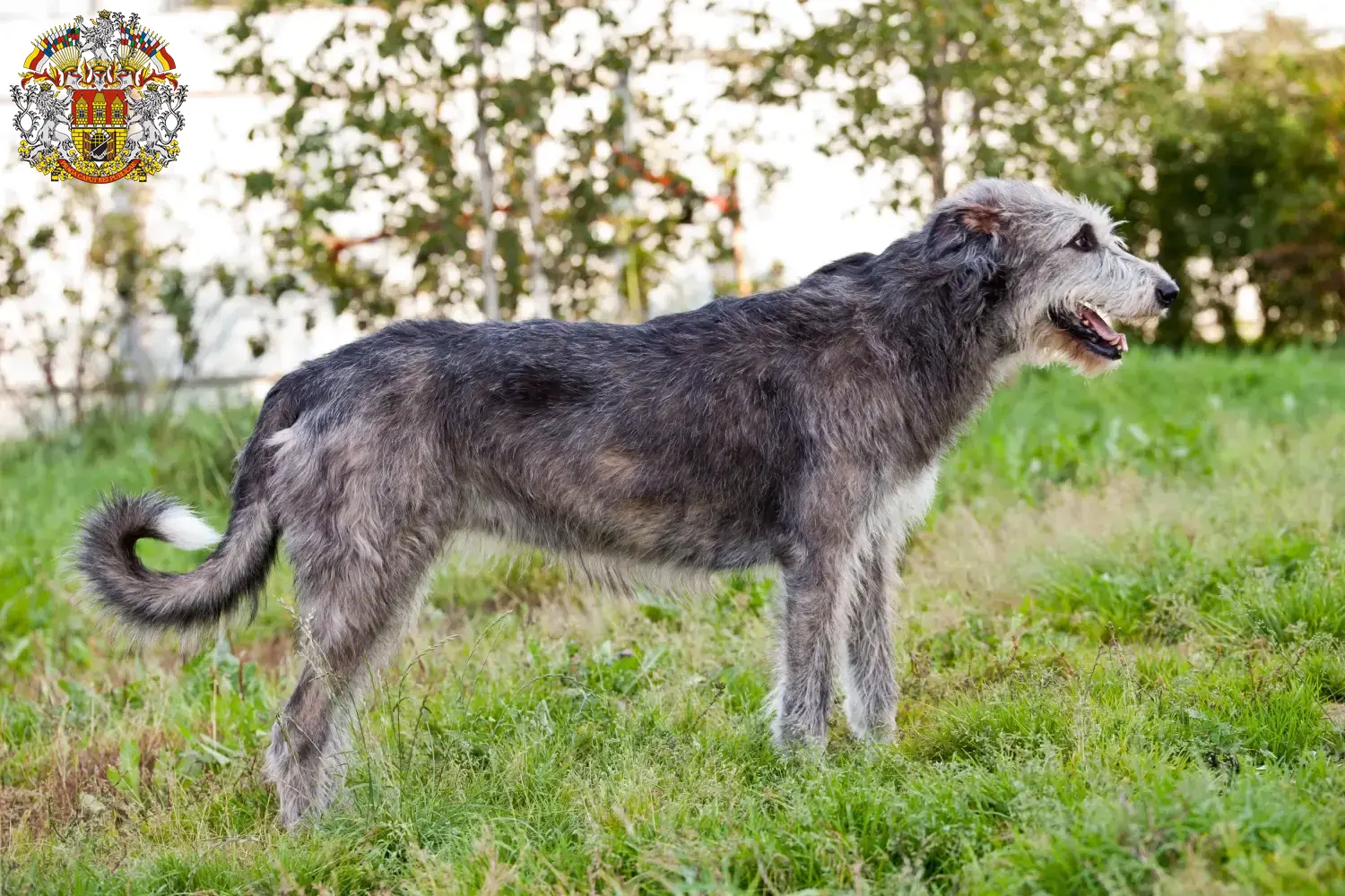 Read more about the article Irish Wolfhound breeders and puppies in Prague