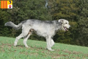 Read more about the article Irish Wolfhound breeders and puppies in Provence-Alpes-Côte d’Azur