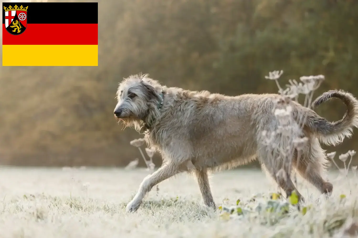 Read more about the article Irish Wolfhound breeders and puppies in Rhineland-Palatinate