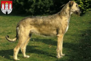 Read more about the article Irish Wolfhound breeders and puppies in Salzburg