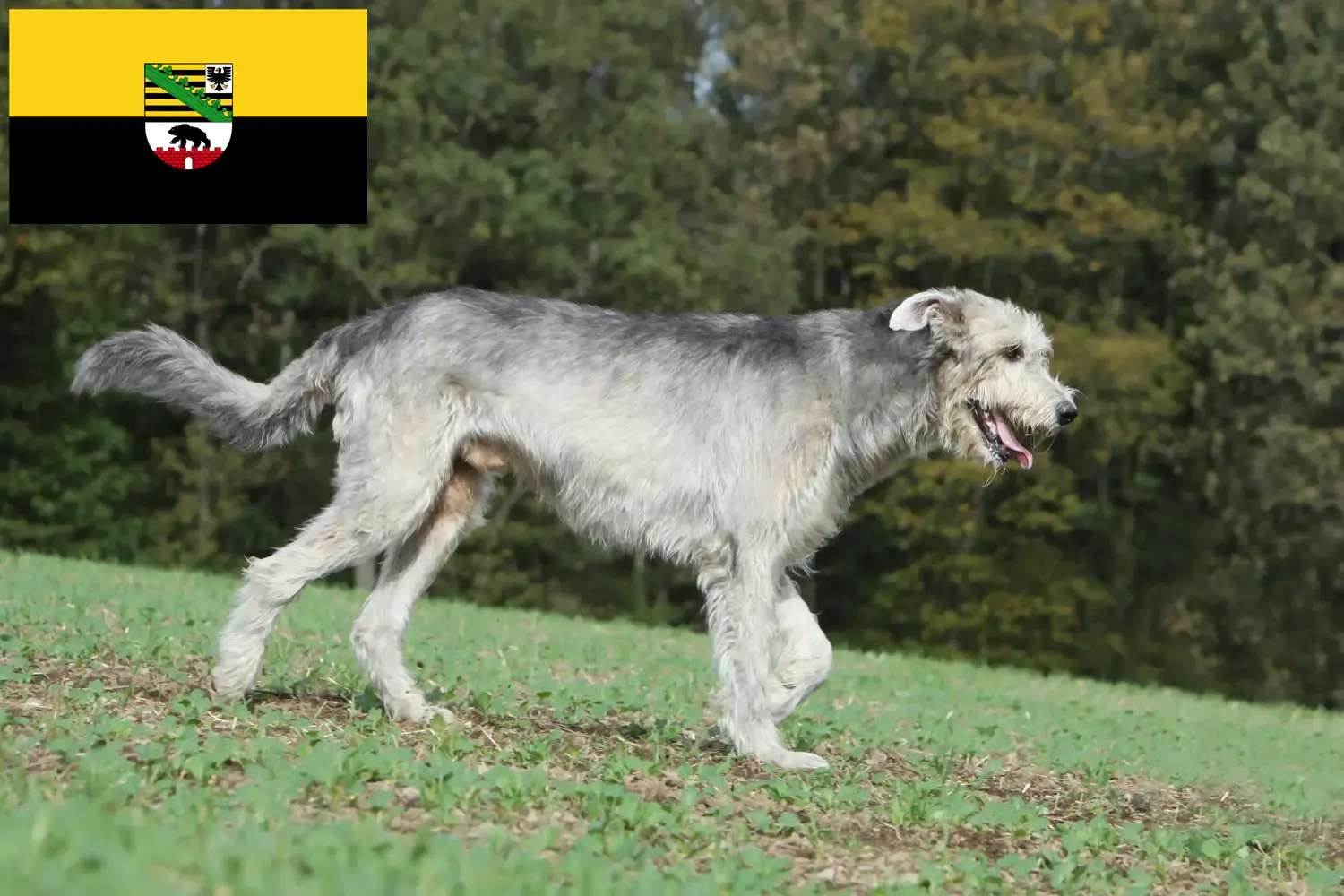 Read more about the article Irish Wolfhound breeders and puppies in Saxony-Anhalt