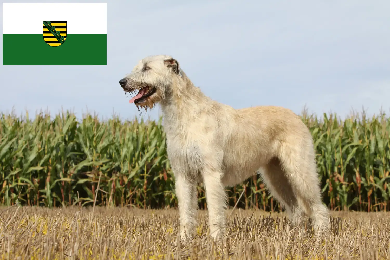 Read more about the article Irish Wolfhound breeders and puppies in Saxony