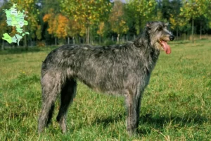 Read more about the article Irish Wolfhound breeders and puppies in Sjælland