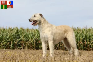Read more about the article Irish Wolfhound breeders and puppies in South Bohemia