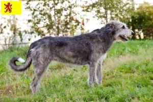 Read more about the article Irish Wolfhound breeders and puppies in South Holland