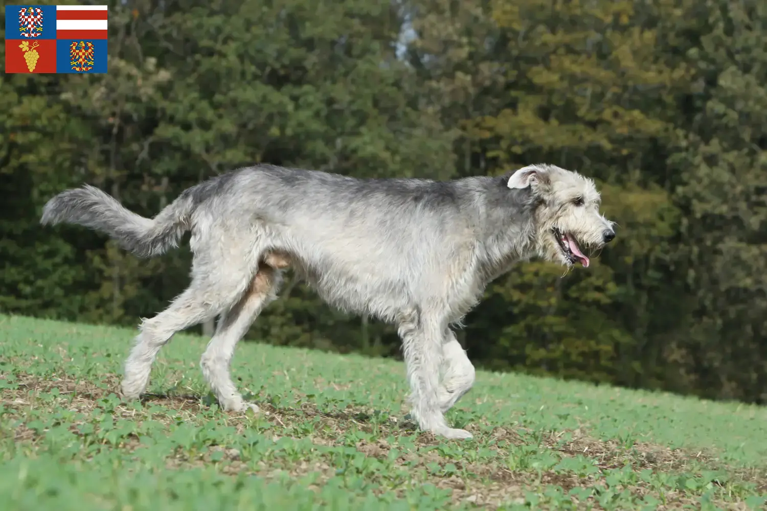 Read more about the article Irish Wolfhound breeders and puppies in South Moravia