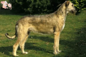 Read more about the article Irish Wolfhound breeders and puppies in Syddanmark