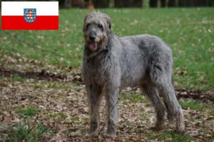 Read more about the article Irish Wolfhound breeders and puppies in Thuringia