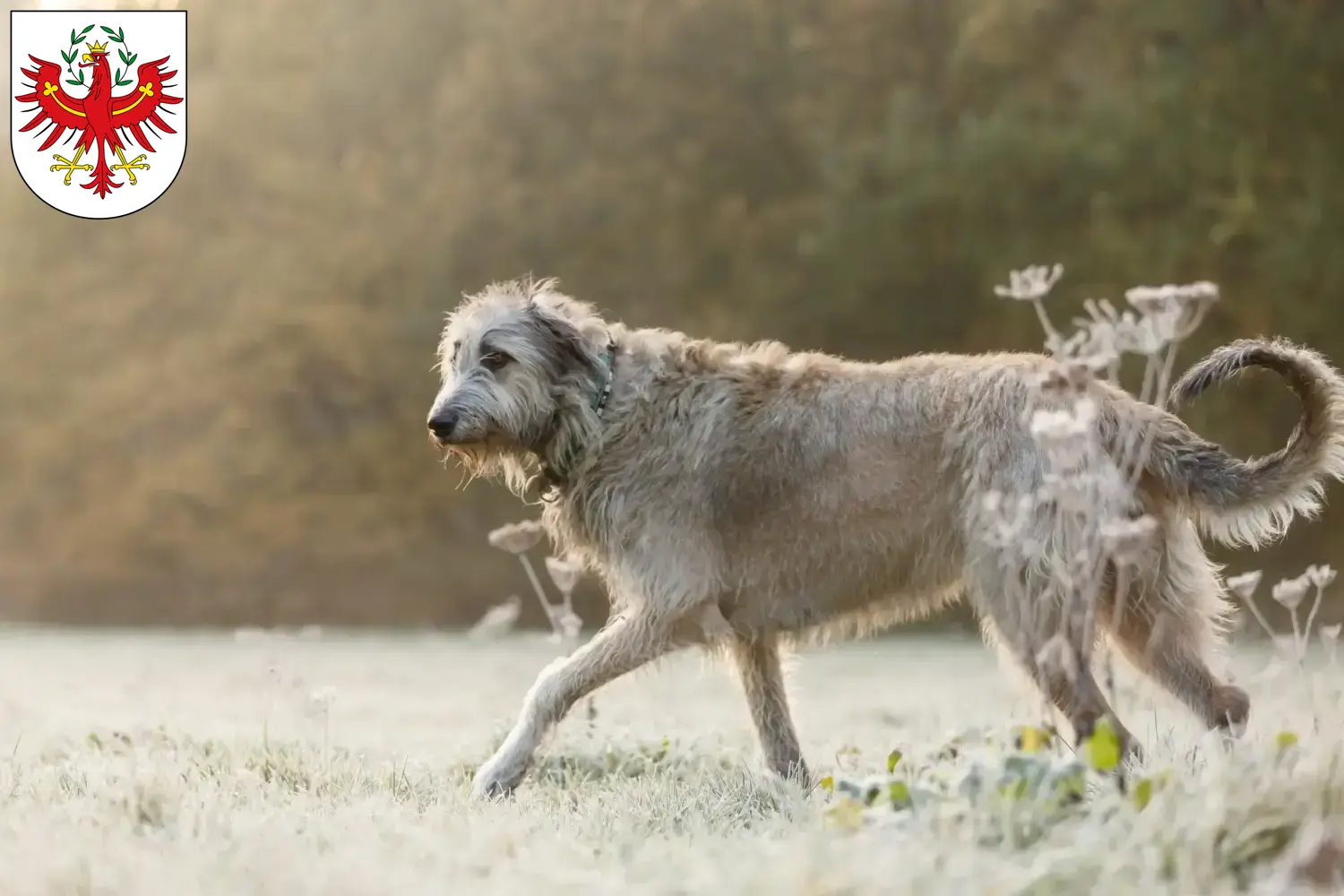 Read more about the article Irish Wolfhound breeders and puppies in Tyrol