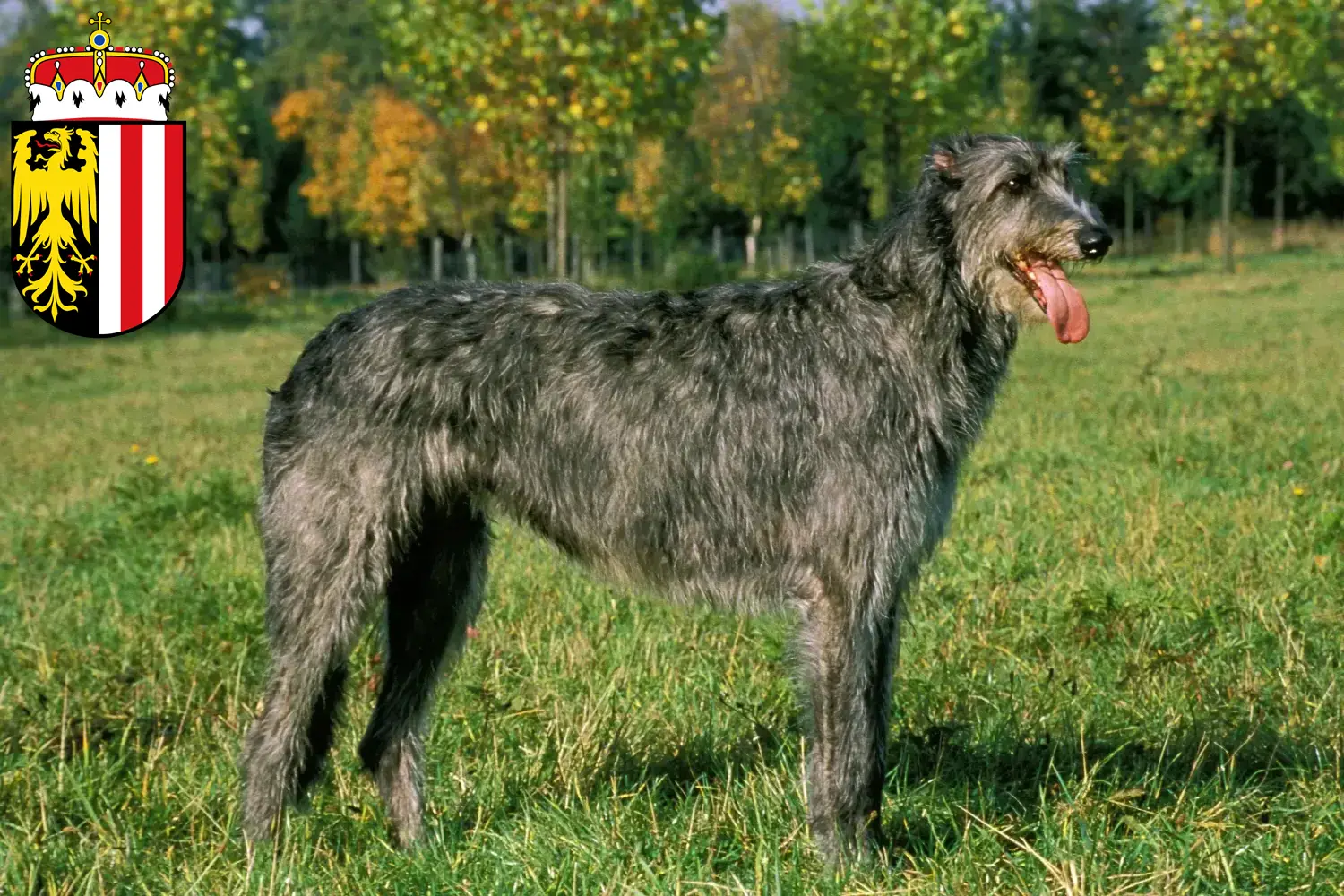 Read more about the article Irish Wolfhound breeders and puppies in Upper Austria