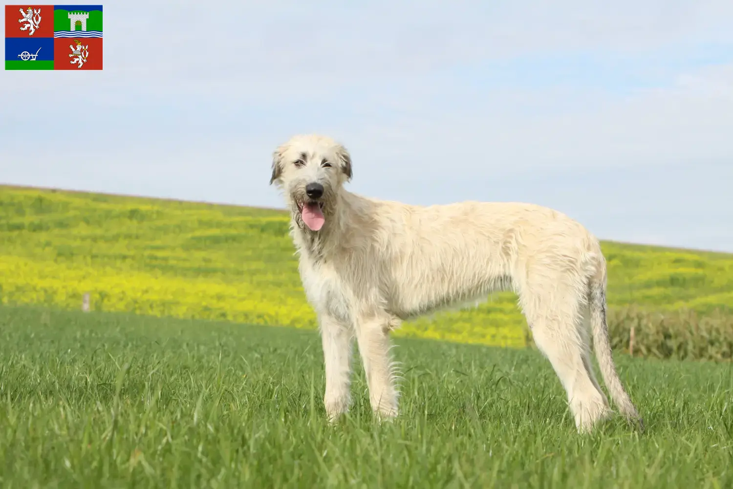 Read more about the article Irish Wolfhound breeders and puppies in Ústí