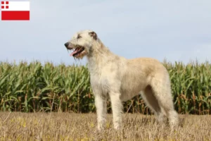 Read more about the article Irish Wolfhound breeders and puppies in Utrecht